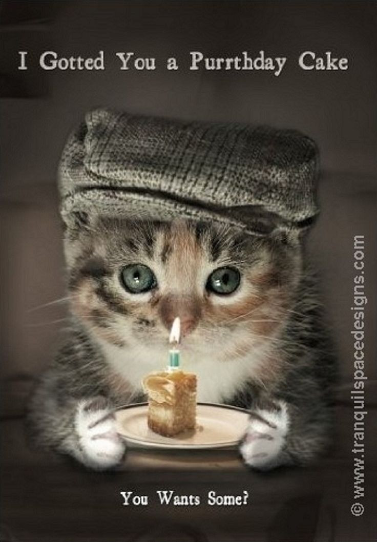 Funny Animal Birthday Cards
 13 best Happy Birthday images on Pinterest