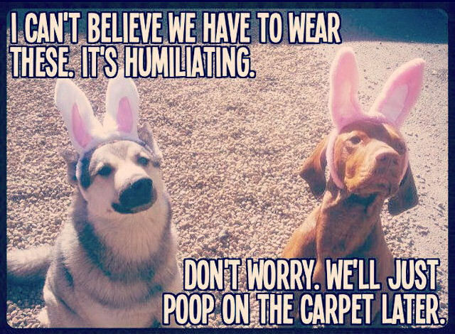 Funny Easter Quotes
 Funny Easter Dogs s and for