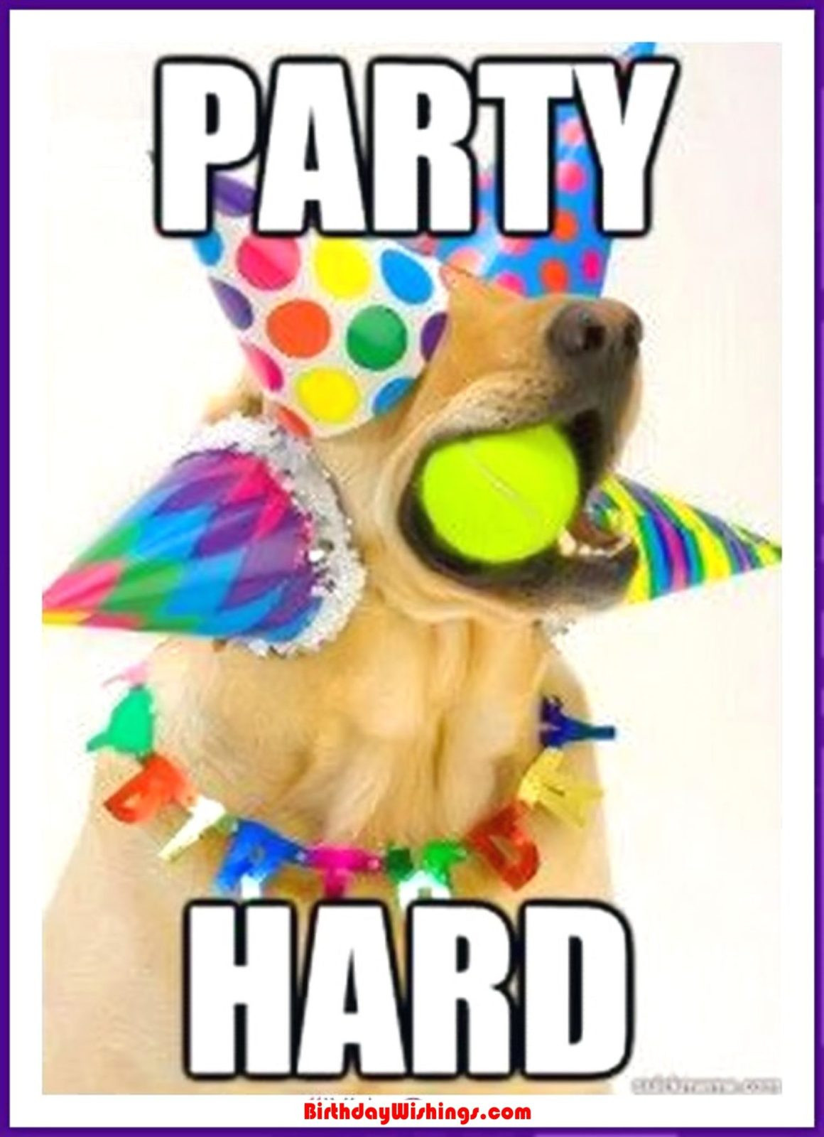 Funny Happy Birthday Memes
 Funny Happy Birthday Memes With cats Dogs & Funny Animals