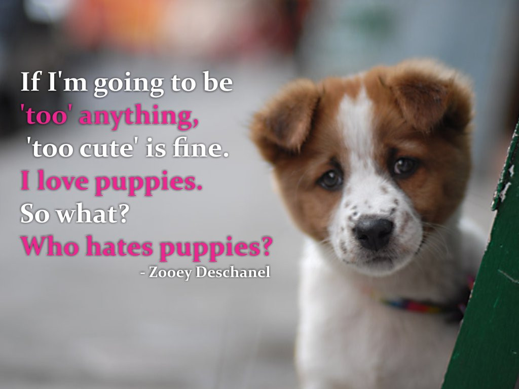 Funny Puppy Quotes
 Cute Fat Puppy With Quotes QuotesGram