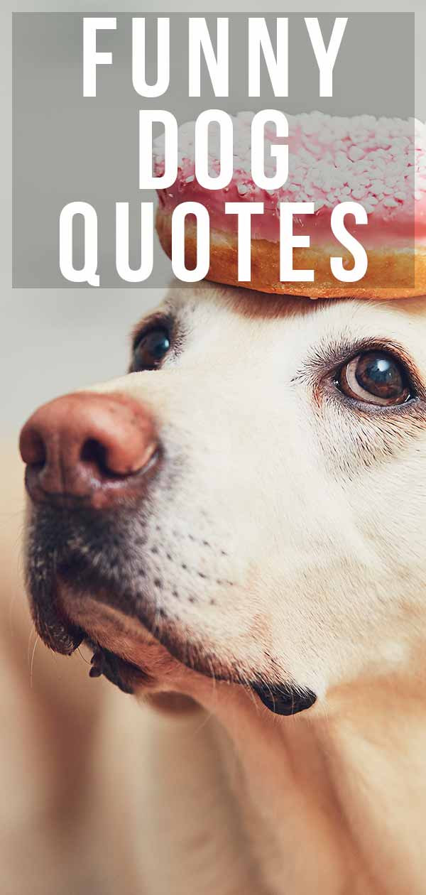 Funny Puppy Quotes
 Funny Dog Quotes From the Quirky to the Hilarious
