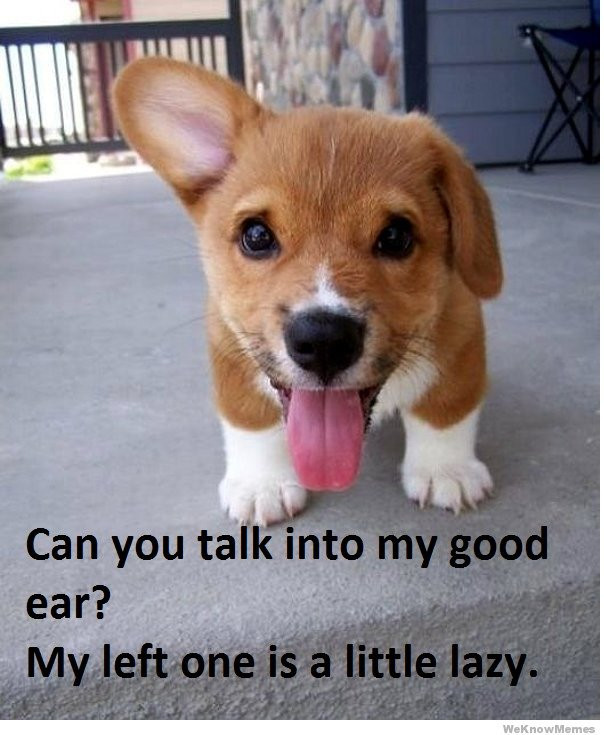 Funny Puppy Quotes
 Funny Gallery Puppies quotes puppy quotes