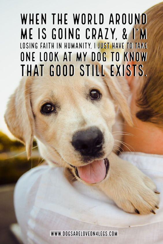Funny Puppy Quotes
 21 Funny Labrador Dog Quotes And Sayings – Page 4 – The Paws