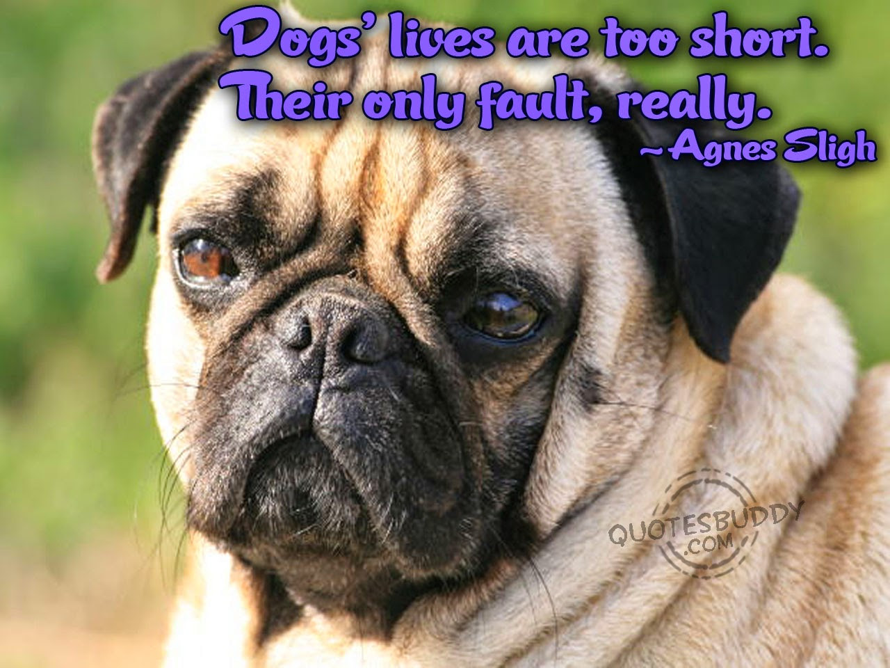 Funny Puppy Quotes
 Rules of the Jungle Funny dogs with sayings