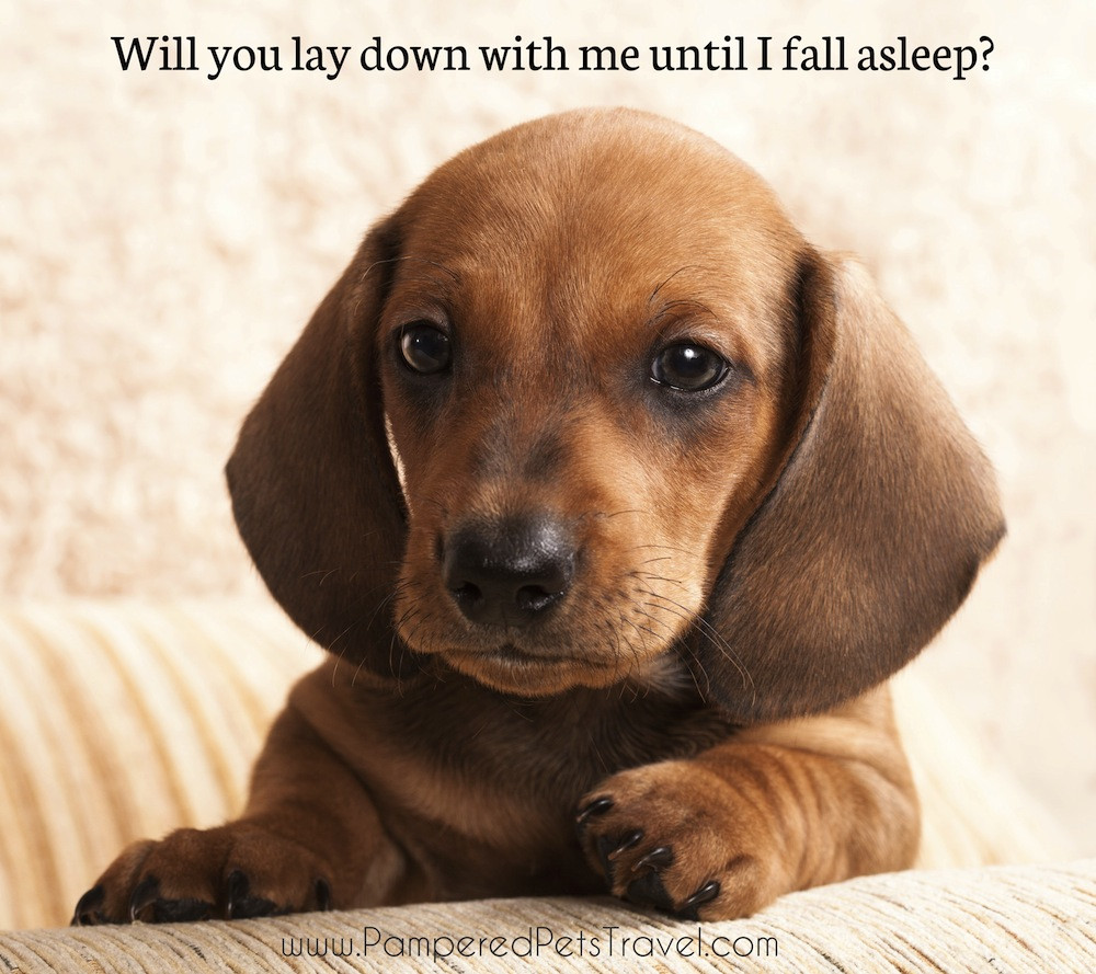 Funny Puppy Quotes
 Cute Dog Funny Quotes QuotesGram