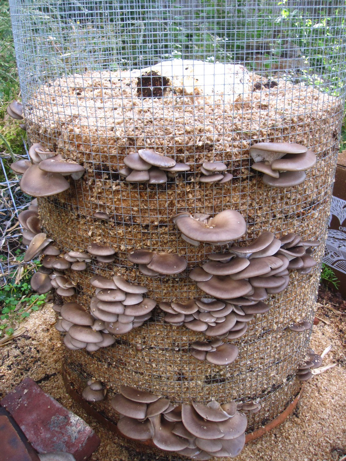 Grow Oyster Mushrooms
 Foodscaping Oyster mushrooms