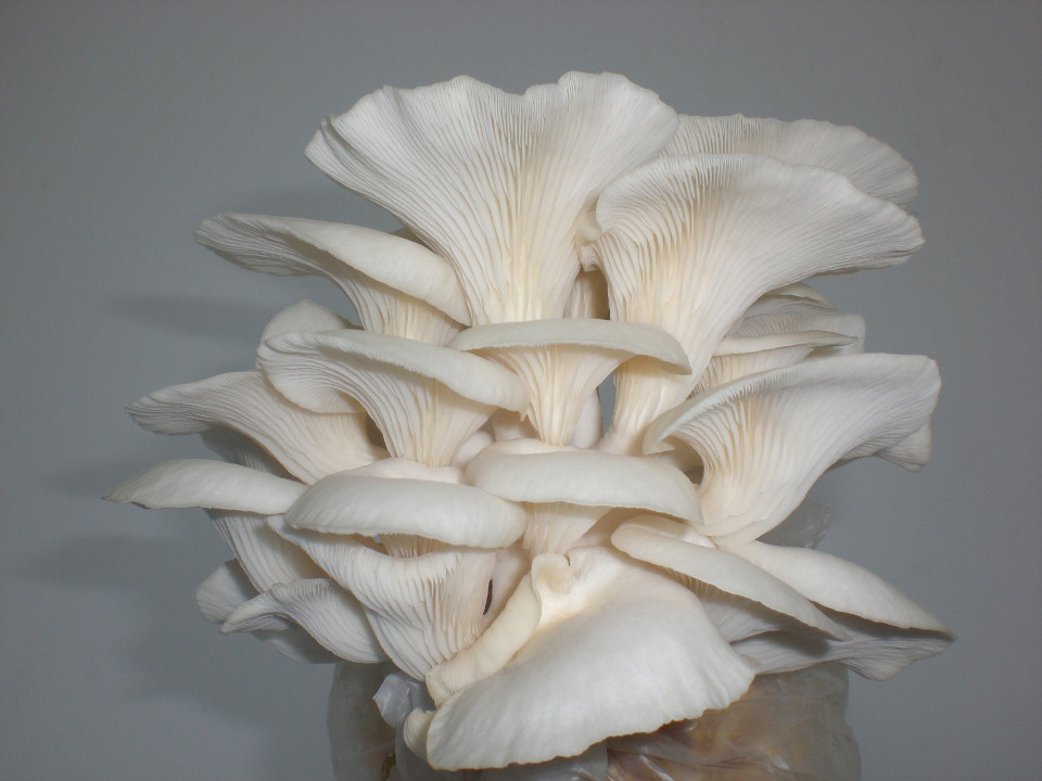 Grow Oyster Mushrooms
 Grow Oyster Mushrooms The Easiest and Most Profitable Way
