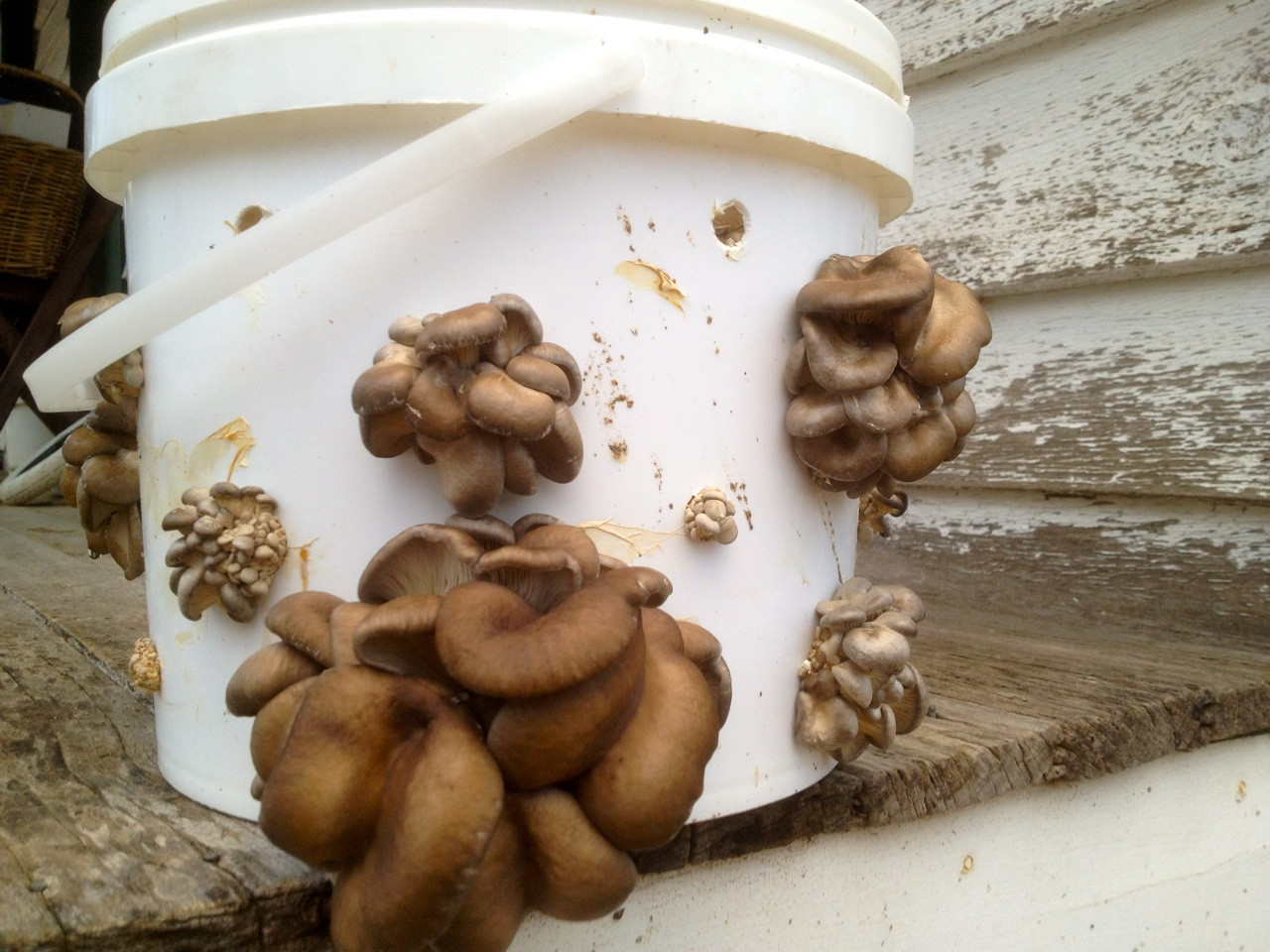 Grow Oyster Mushrooms
 Growing Oyster Mushrooms in a Bucket Milkwood