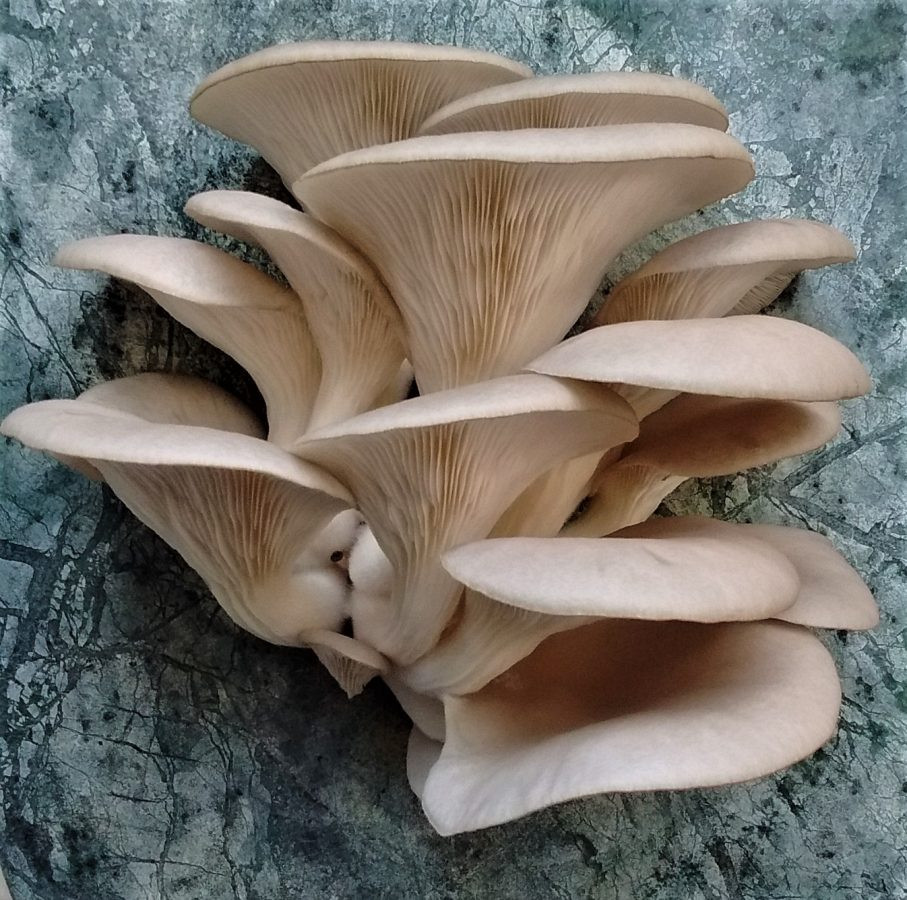 Grow Oyster Mushrooms
 Growing Oyster Mushrooms Using Waste Coffee Grounds
