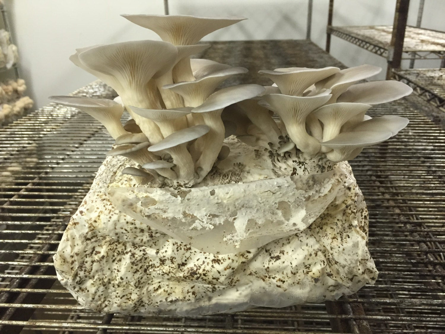 Grow Oyster Mushrooms
 Blue Oyster Mushroom Growing Kit FREE SHIPPING