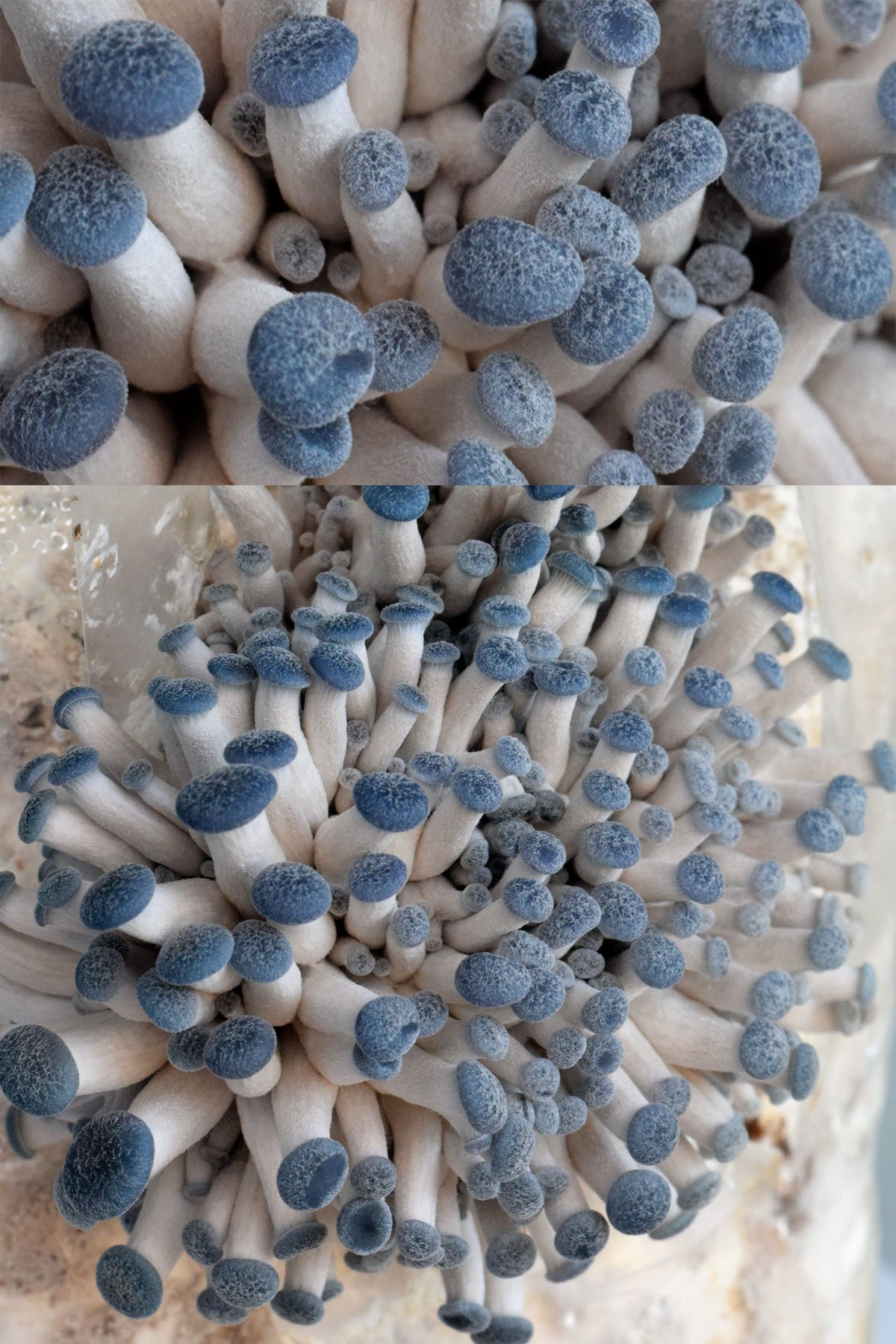 Grow Oyster Mushrooms
 Blue Oyster Mushrooms Development