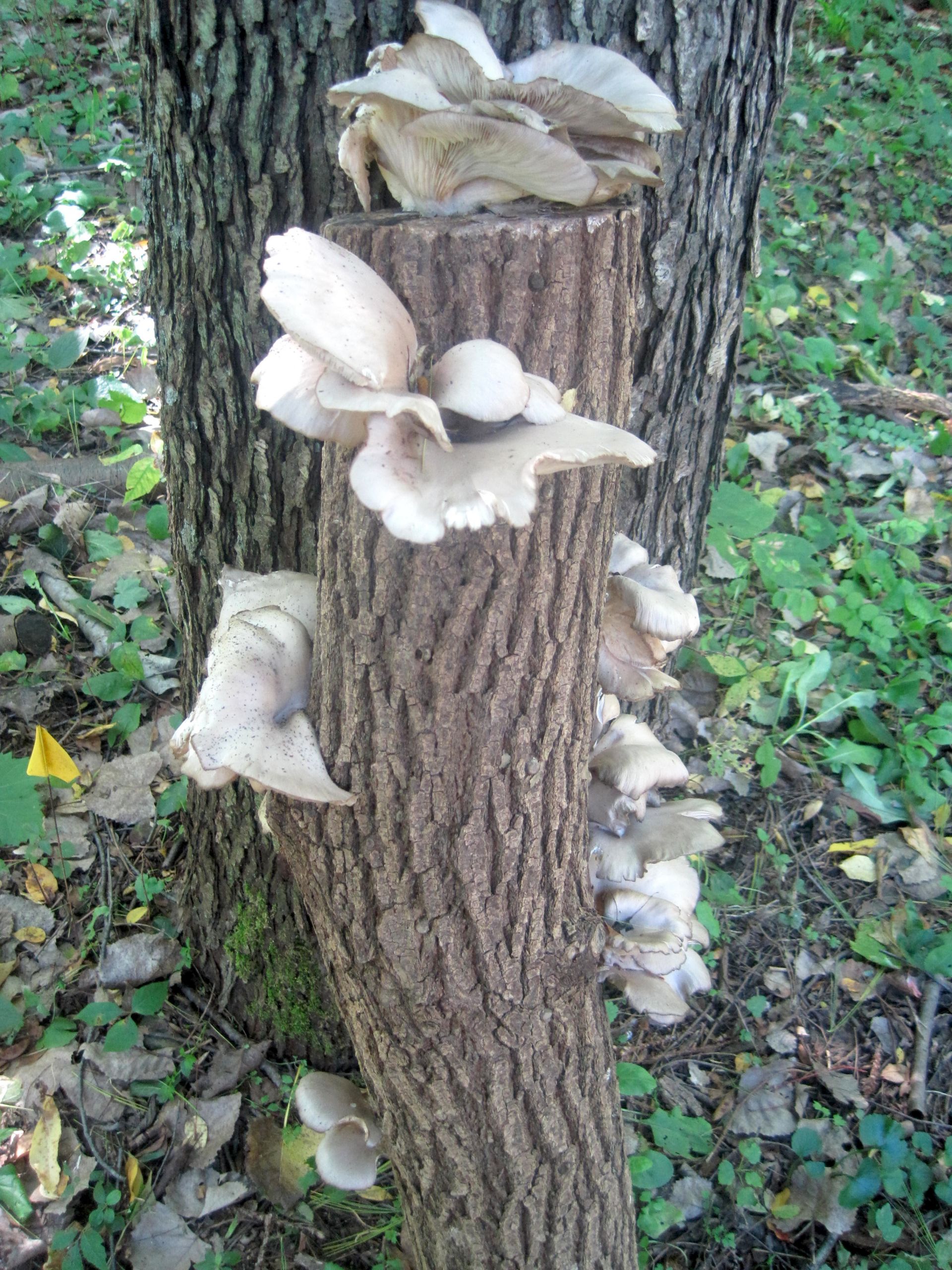 Grow Oyster Mushrooms
 Growing oyster mushrooms at home