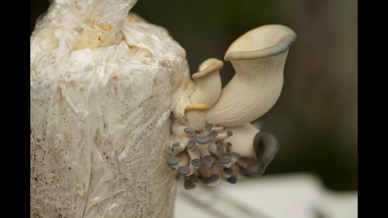 Grow Oyster Mushrooms
 How To Grow Blue Oyster Mushrooms