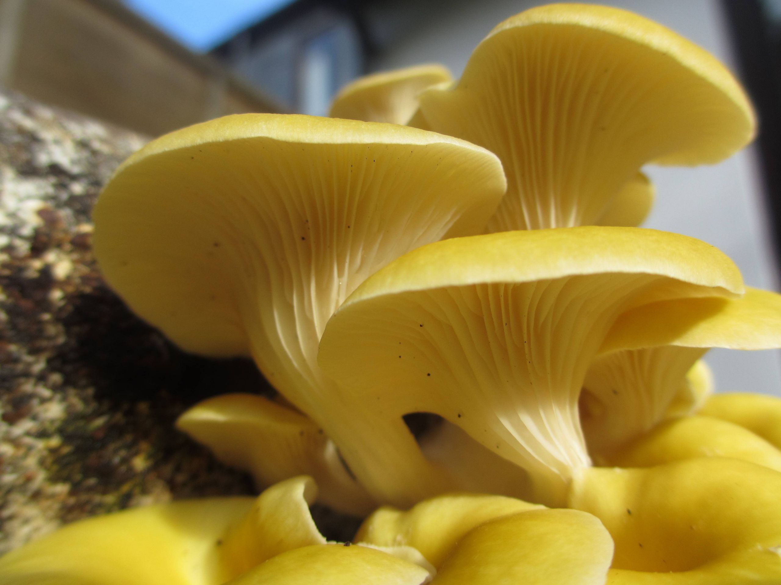 Grow Oyster Mushrooms
 How To Grow Oyster Mushrooms The Ultimate Step By Step