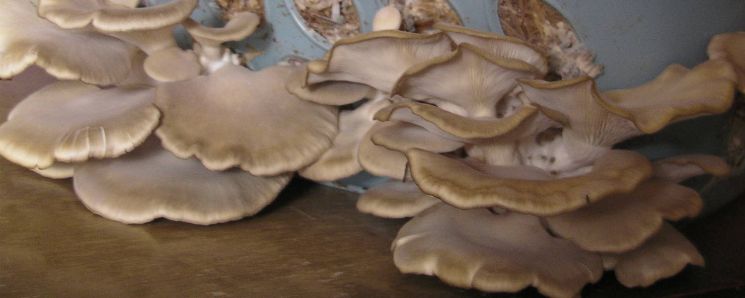 Grow Oyster Mushrooms
 How To Growing Oyster Mushrooms