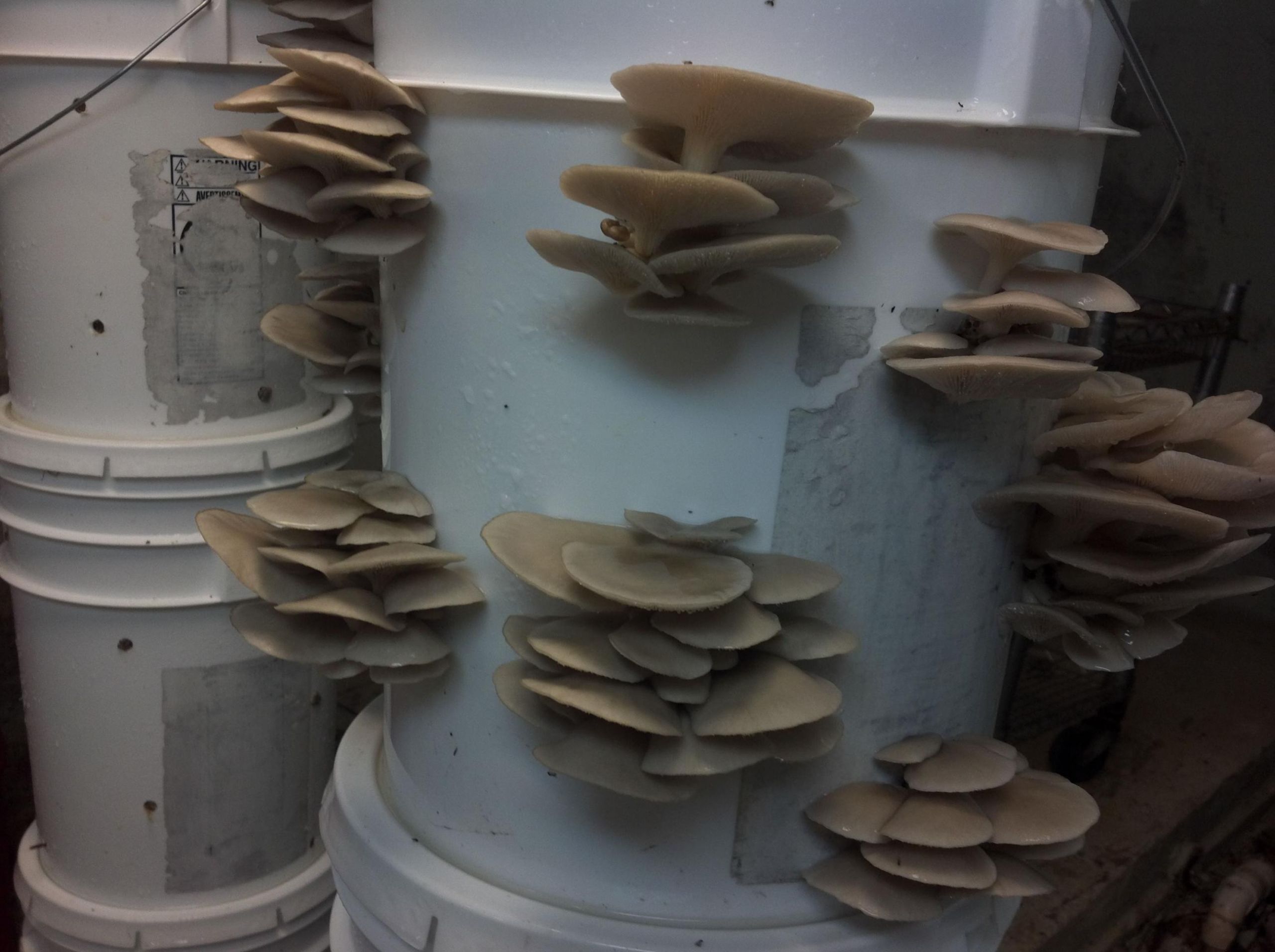 Grow Oyster Mushrooms
 Growing oyster mushrooms in a monotub Gourmet and