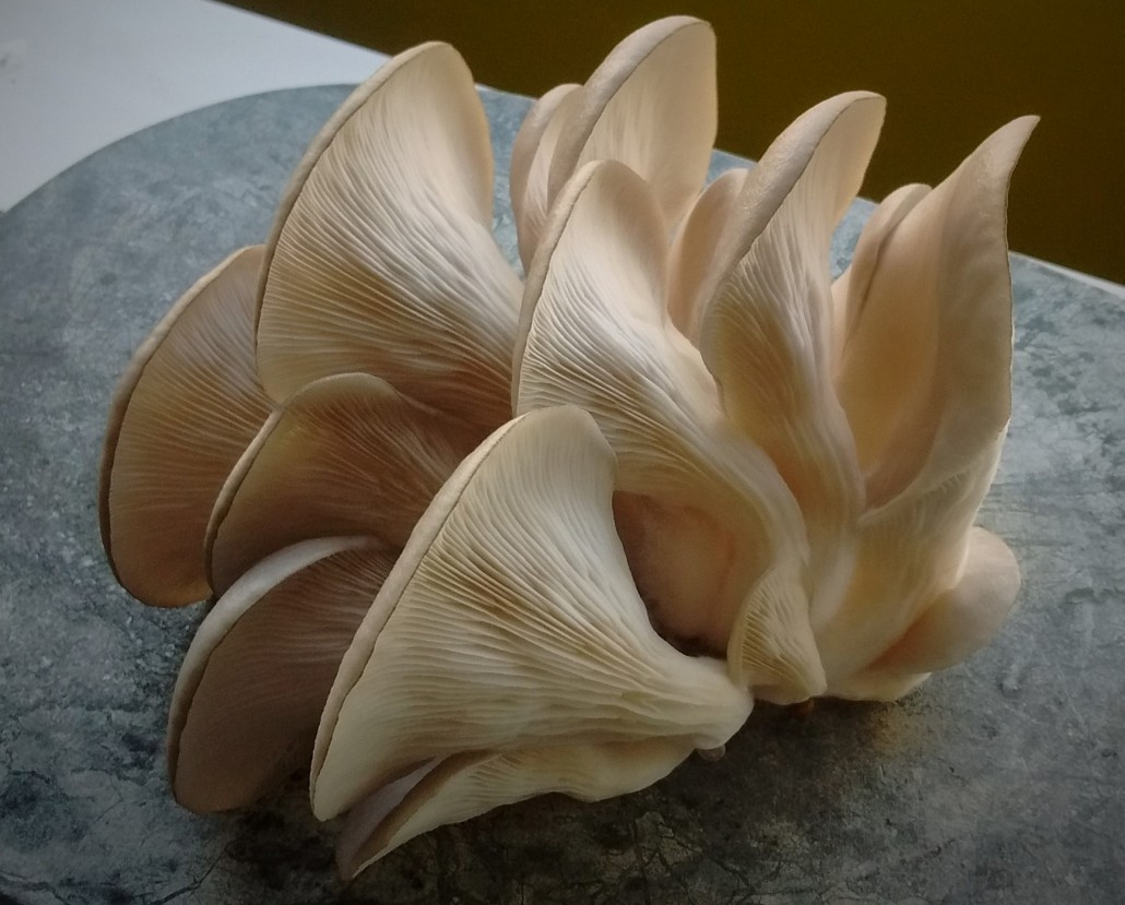 Grow Oyster Mushrooms
 Growing Oyster Mushrooms Using Waste Coffee Grounds