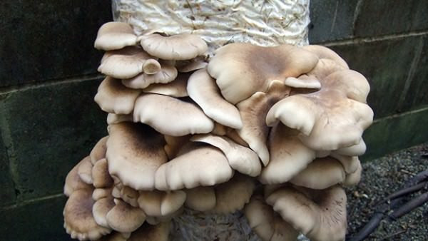 Grow Oyster Mushrooms
 How To Grow Oyster Mushrooms From Used Coffee Grounds