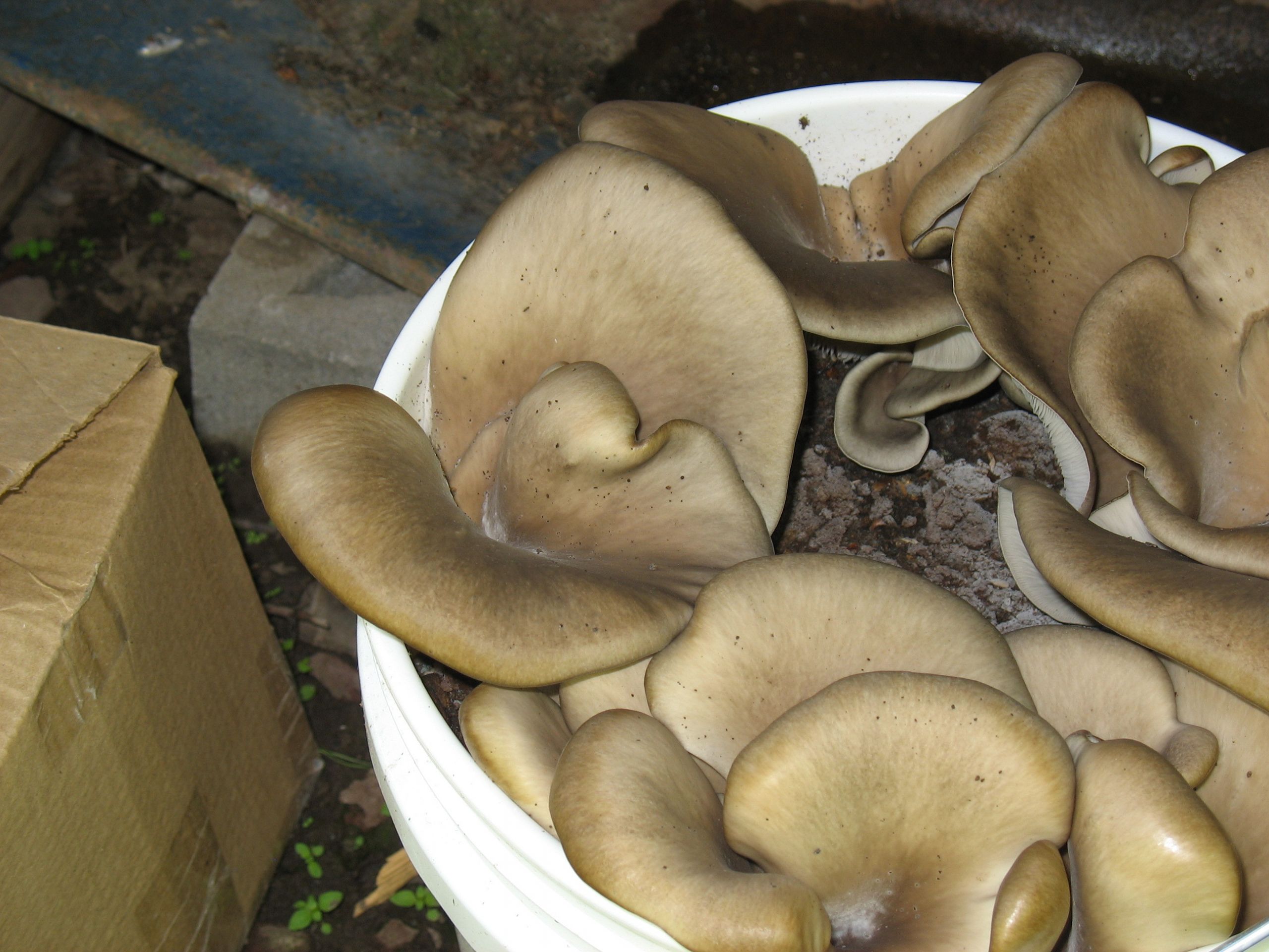 Grow Oyster Mushrooms
 Oyster Mushrooms Coffee Grounds