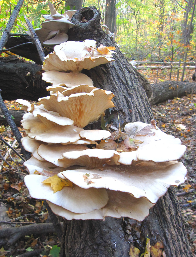 Grow Oyster Mushrooms
 66 Square Feet Plus Oyster mushrooms in the hood