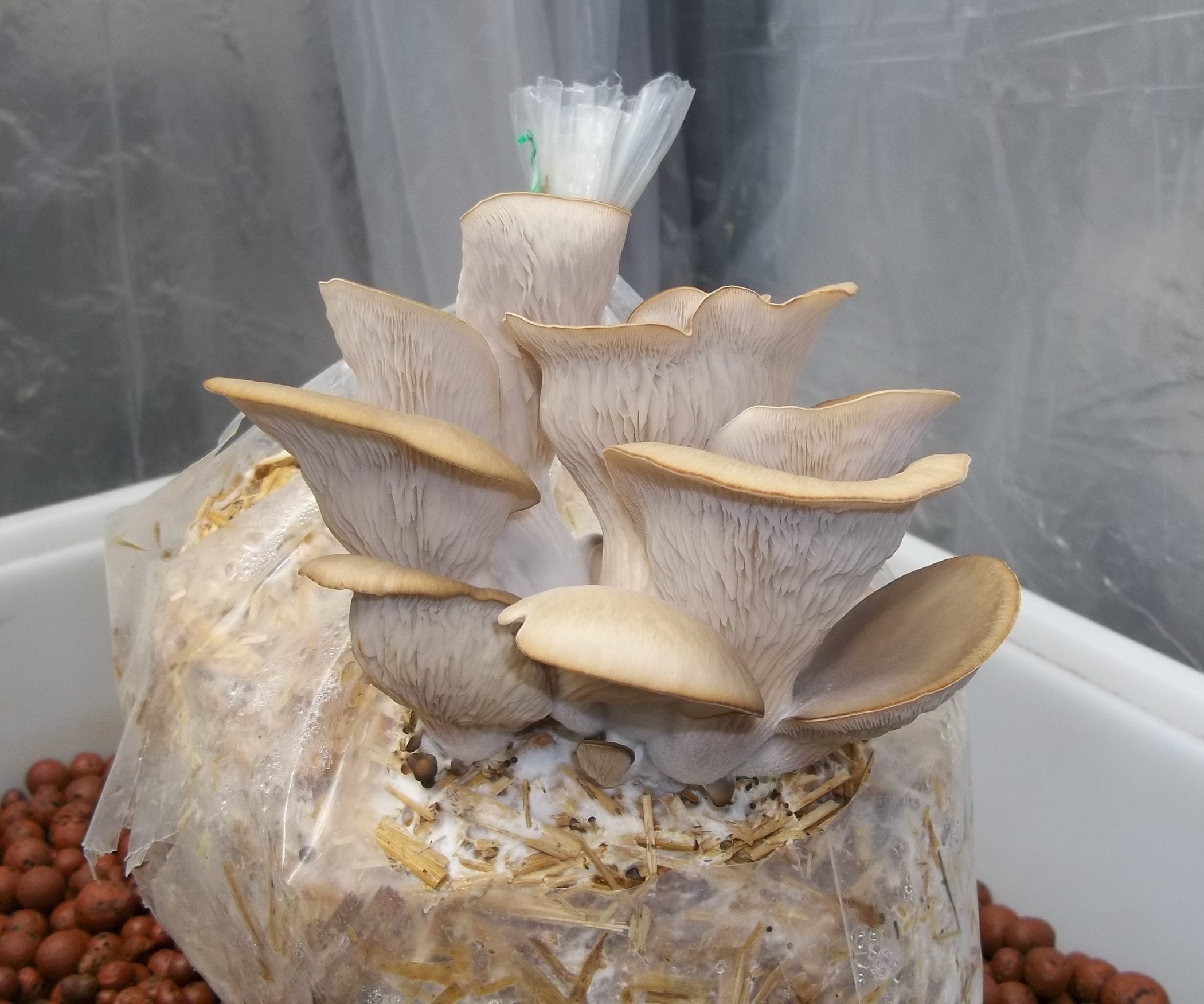 Grow Oyster Mushrooms
 How To Grow Oyster Mushrooms From Store Bought Mushrooms All