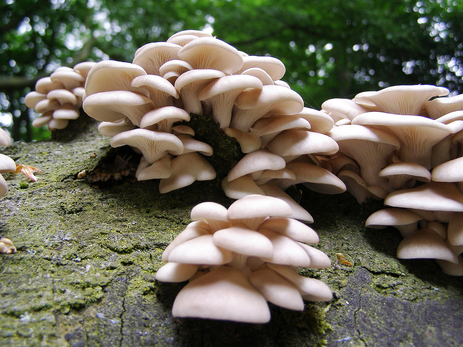 Grow Oyster Mushrooms
 Medicinal Mushrooms