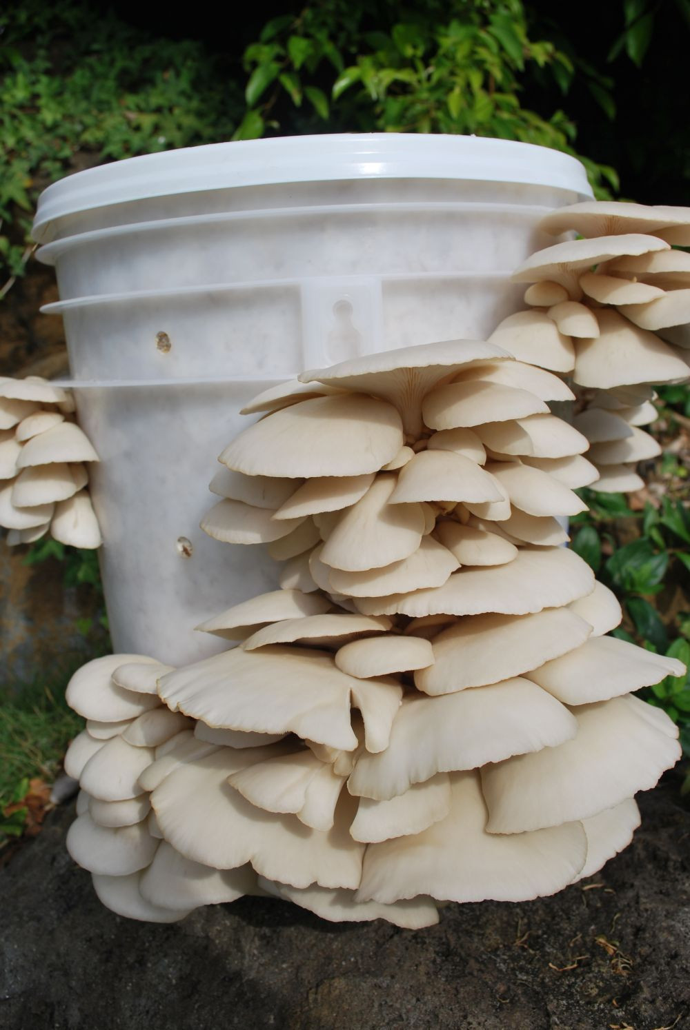 Grow Oyster Mushrooms
 Best Oyster Mushroom grow kits Gourmet and Medicinal