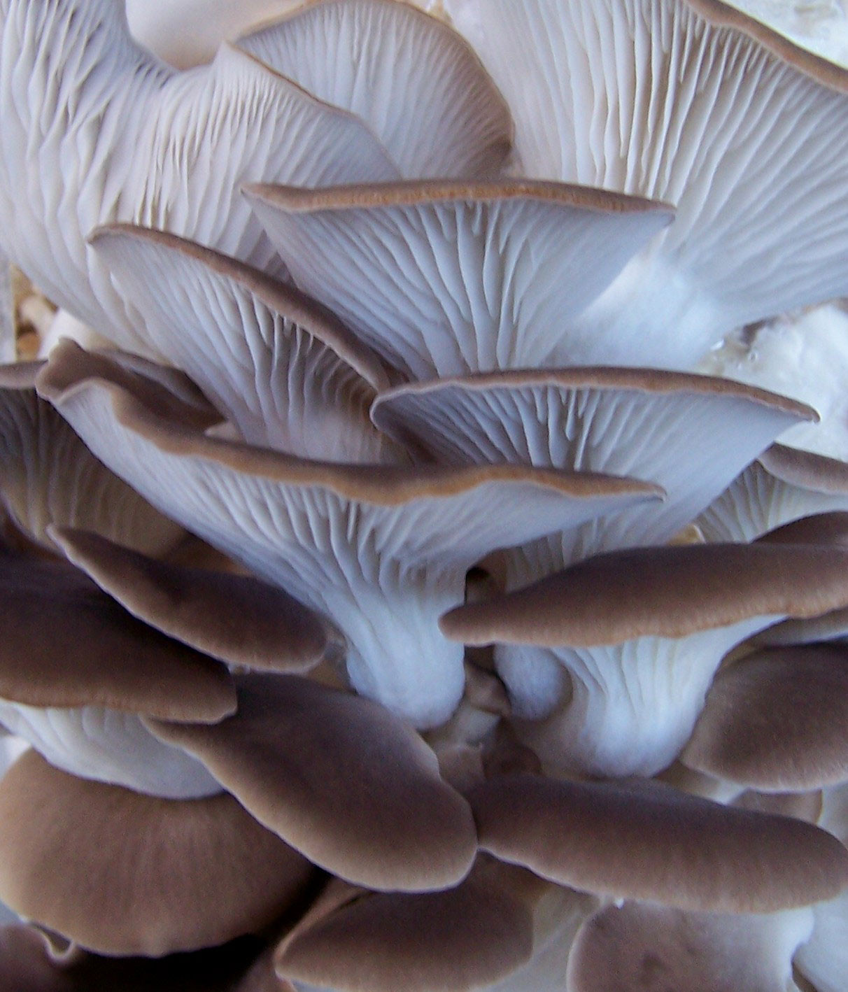 Grow Oyster Mushrooms
 Grow Organic Mushrooms Sonoma Trumpet Royal and Blue