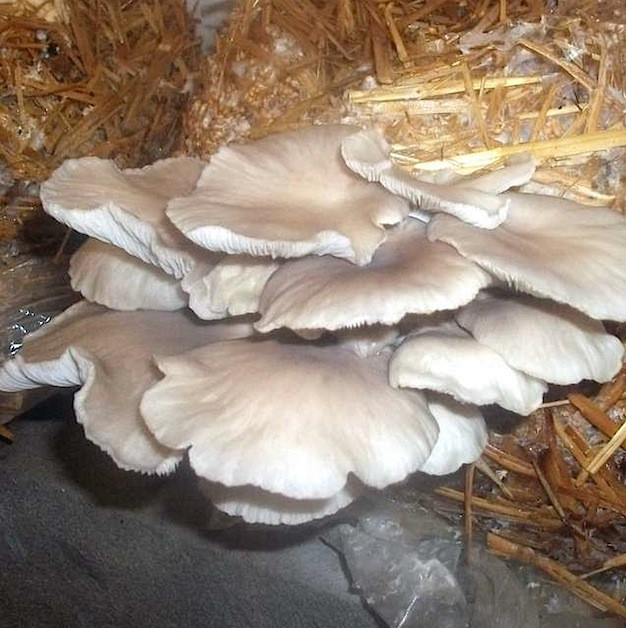 Grow Oyster Mushrooms
 How To Grow Oyster Mushrooms