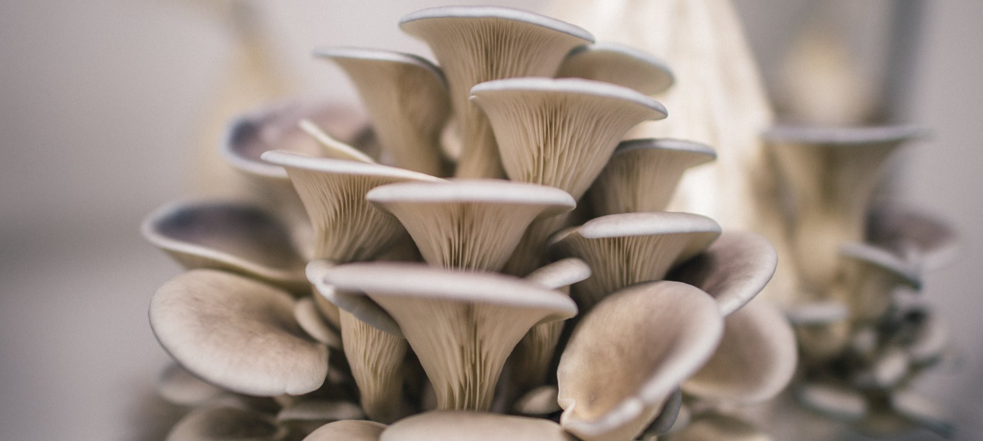 Grow Oyster Mushrooms
 How To Grow Oyster Mushrooms The Ultimate Step By Step
