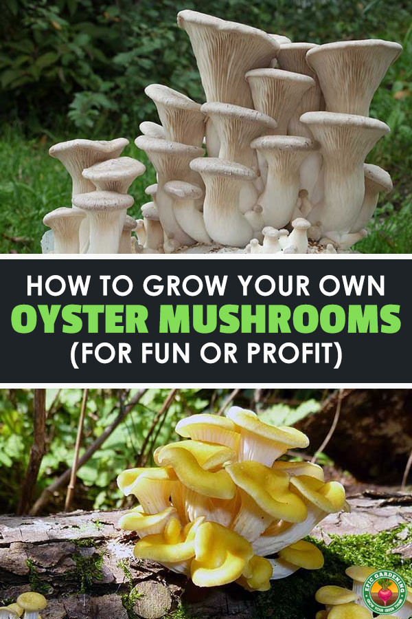 Grow Oyster Mushrooms
 How To Grow Your Oyster Mushrooms Step By Step