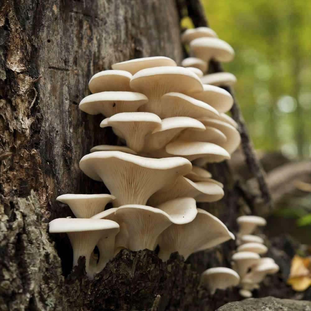 Grow Oyster Mushrooms
 PEARL OYSTER MUSHROOM PLUG SPAWN LOG & TREE FUNGI