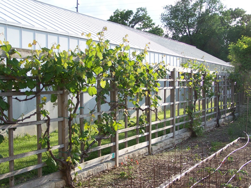 Growing Grapes In Backyard
 Growing Grapes in Your Backyard