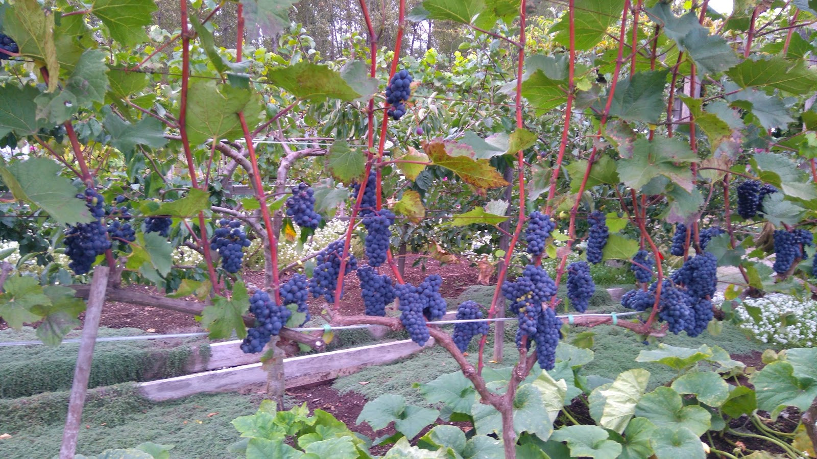 Growing Grapes In Backyard
 motherkerala How to grow grapes in your backyard