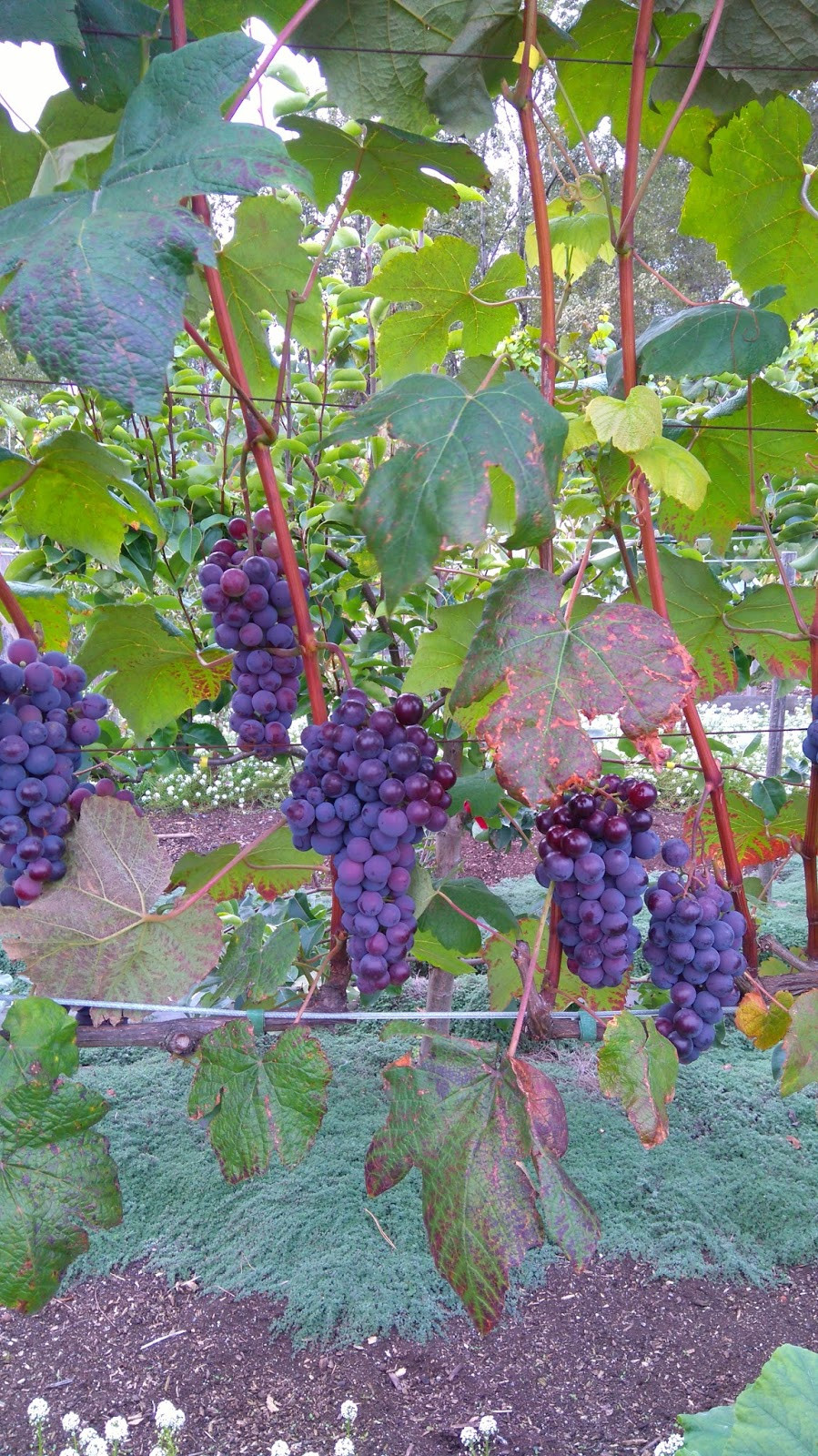 Growing Grapes In Backyard
 motherkerala How to grow grapes in your backyard