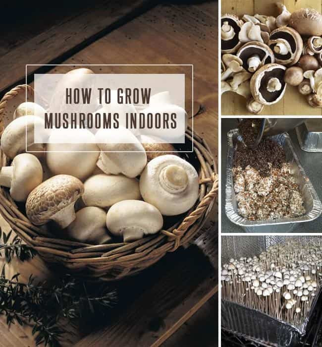 Growing Shiitake Mushrooms Indoors
 Growing Mushrooms How To Grow Mushrooms Indoors