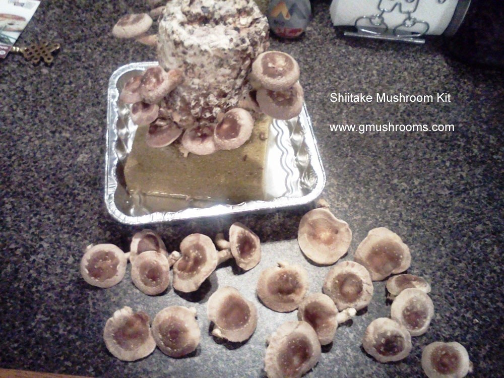 Growing Shiitake Mushrooms Indoors
 2 Shiitake Mushroom Kit Special – Grow Shiitake Mushrooms