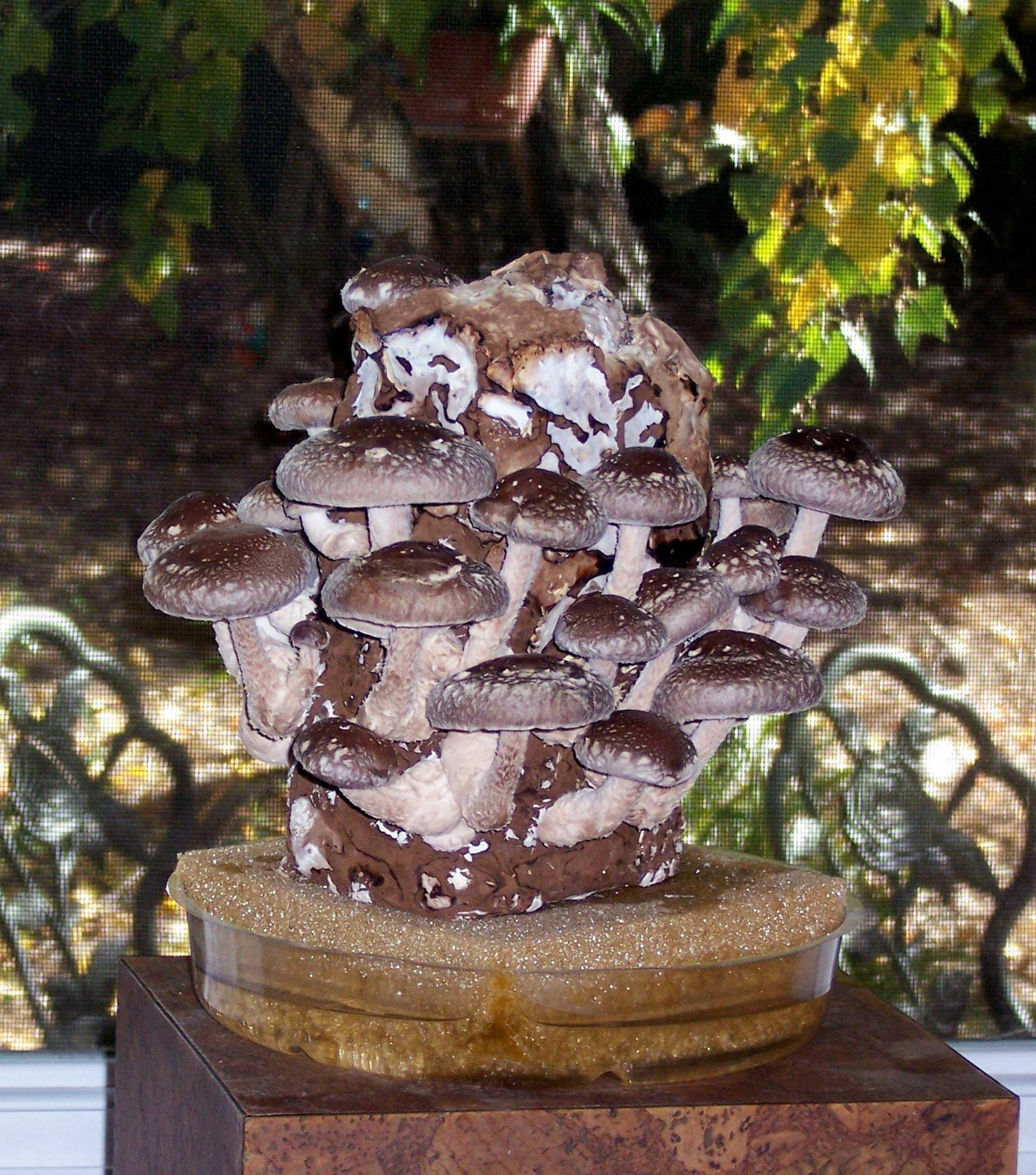 Growing Shiitake Mushrooms Indoors
 Gourmet Mushroom Products Revamps Indoor Mushroom Kits