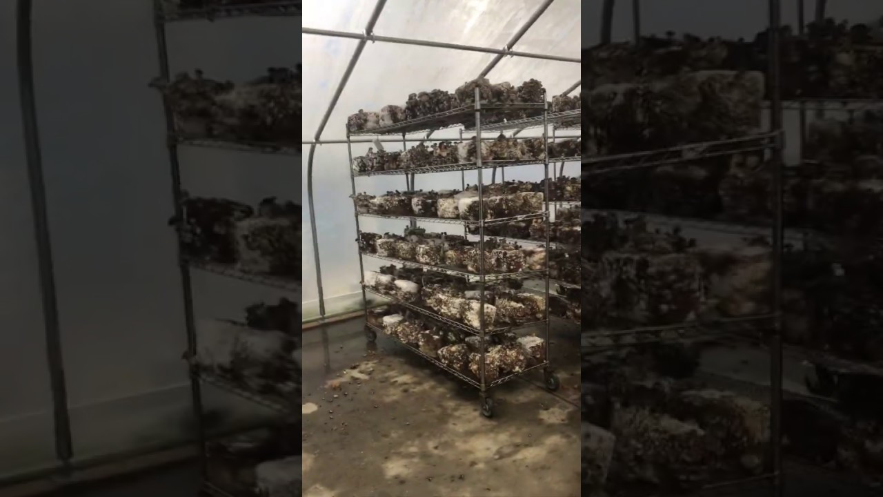 Growing Shiitake Mushrooms Indoors
 Growing Shiitake Mushroom Indoors