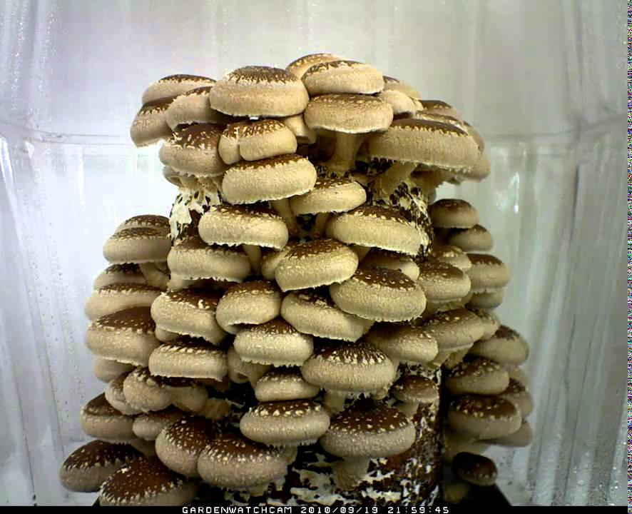 Growing Shiitake Mushrooms Indoors
 Fuji SHIITAKE MUSHROOM ORGANIC GROWING KIT