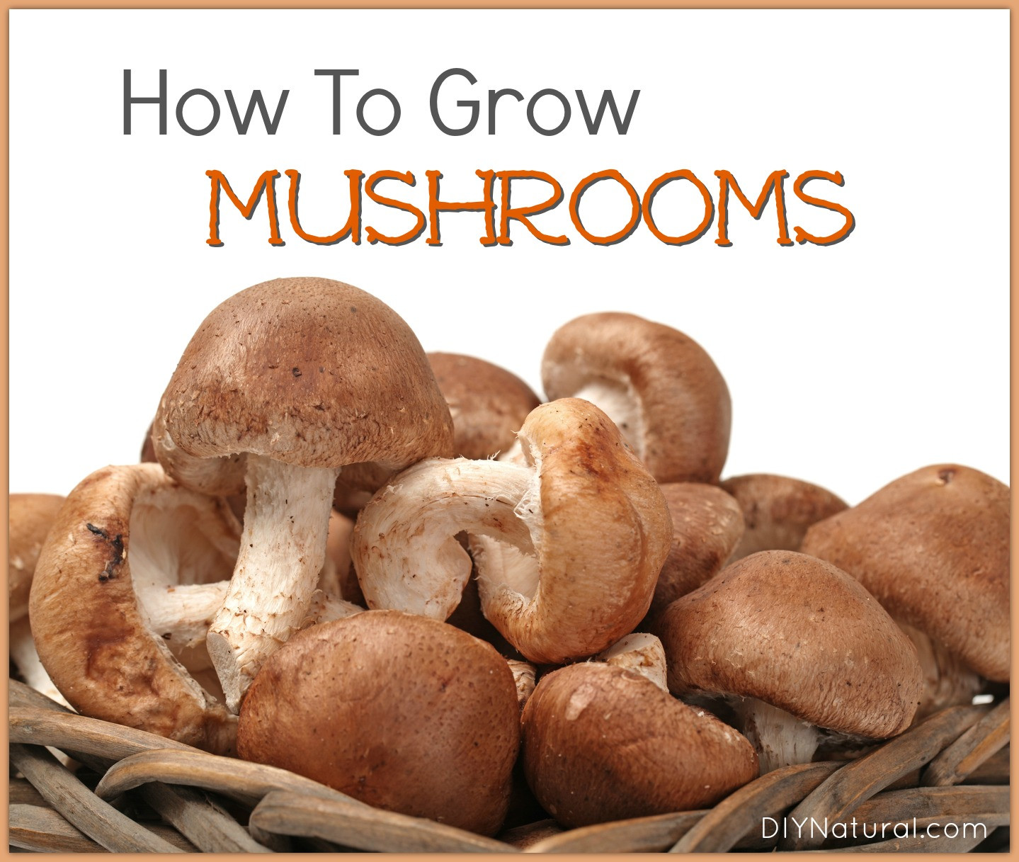 Growing Shiitake Mushrooms Indoors
 How To Grow Mushrooms Naturally at Home