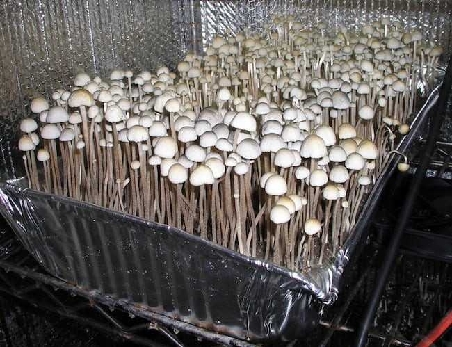 Growing Shiitake Mushrooms Indoors
 Growing Mushrooms How To Grow Mushrooms Indoors