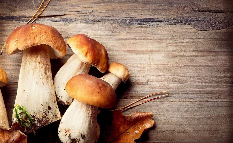 Growing Shiitake Mushrooms Indoors
 How to Grow Mushrooms Indoors