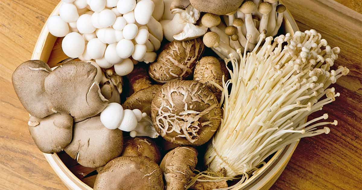 Growing Shiitake Mushrooms Indoors
 Social Distancing Series Building a Mushroom Grow Kit