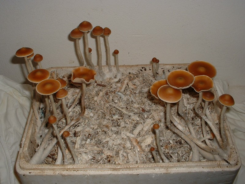 Growing Shiitake Mushrooms Indoors
 Growing Azurescens Mushroom Prints