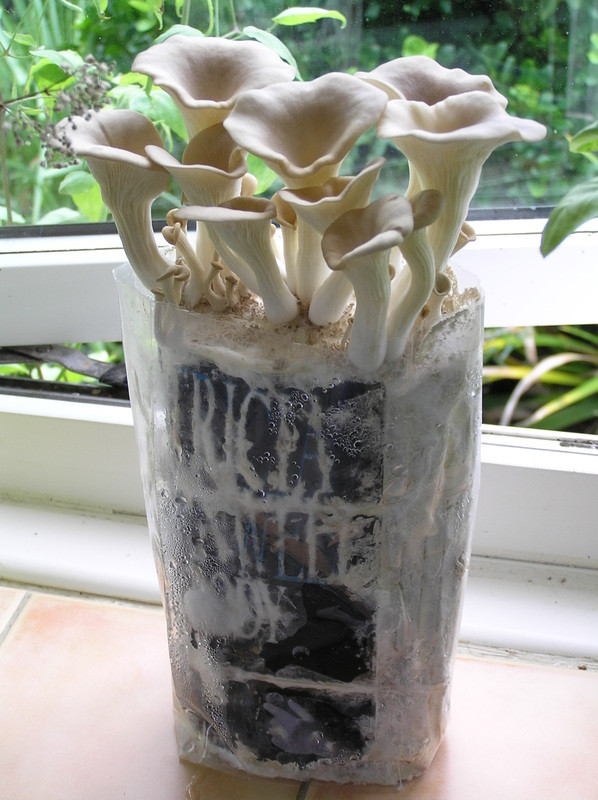 Growing Shiitake Mushrooms Indoors
 Gardening How to grow your own mushrooms at home My