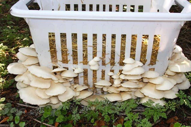 Growing Shiitake Mushrooms Indoors
 How To Grow Mushrooms At Home Youtube
