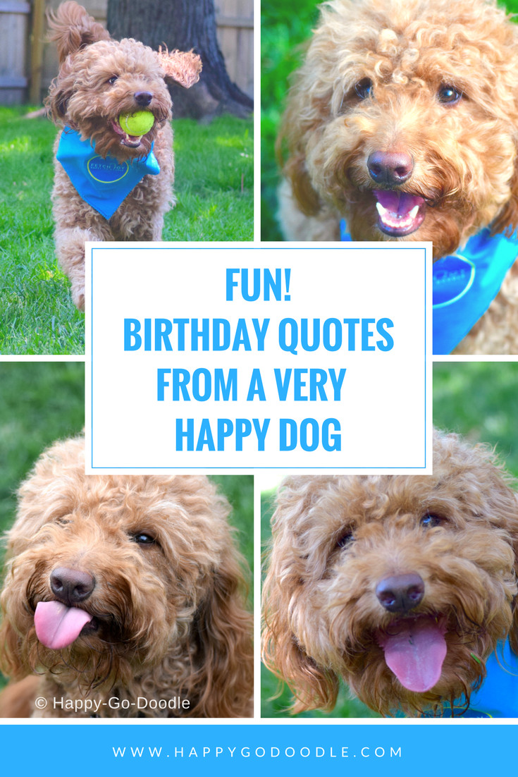 Happy Birthday Dog Quotes
 7 Fun Birthday Quotes From a Very Happy Birthday Dog