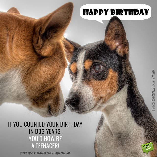Happy Birthday Dog Quotes
 Huge List of Funny Birthday Messages Wishes