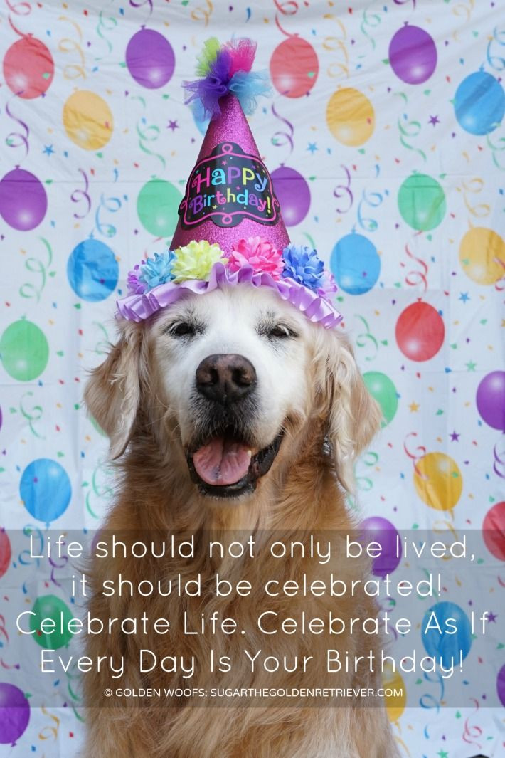 Happy Birthday Dog Quotes
 This Moment See Beautiful Celebrate Life